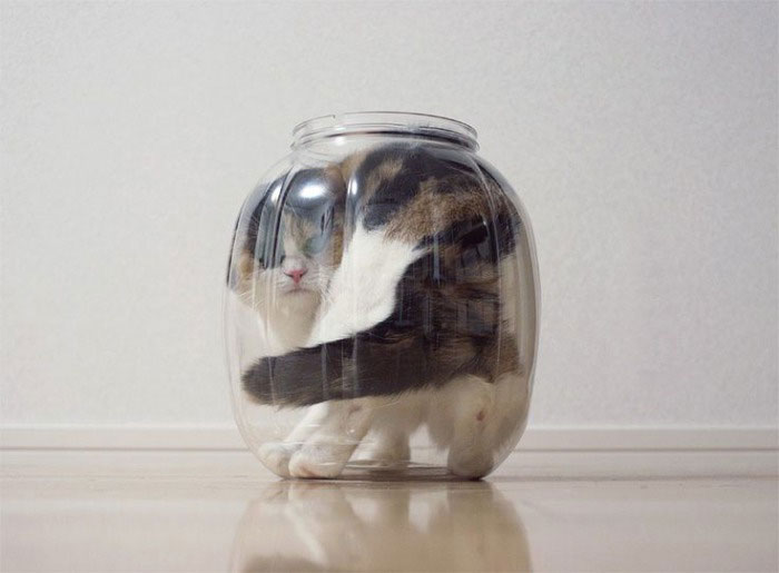 cat, bowl, lol, jar