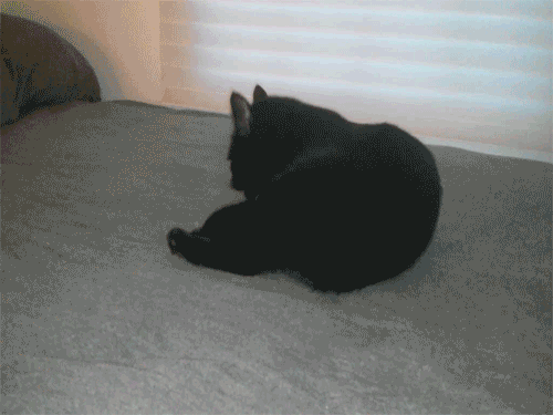 cat, gif, scared, lol, claws