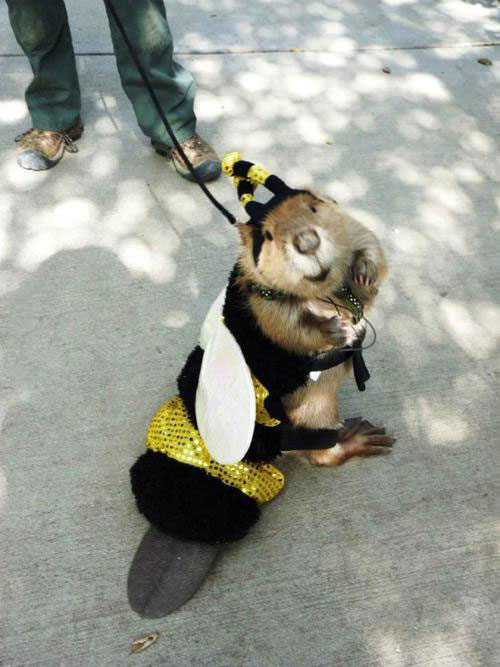beaver in a bee costume, cute, wtf
