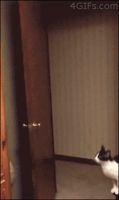 cat, jump, gif, win