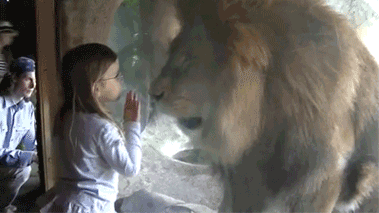 gif, lion, kid, glass, zoo