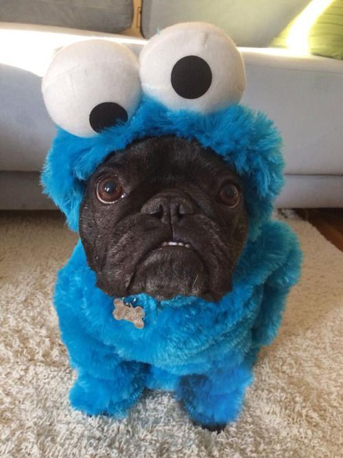 dog, cookie monster costume