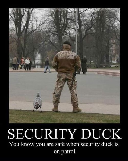motivation, security duck