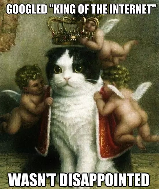 king of the internet, cat, angels