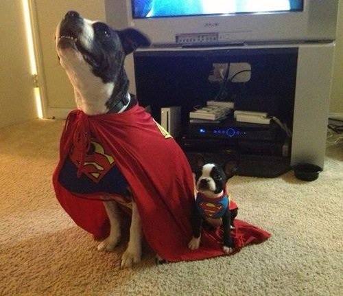 superhero, dog, puppy