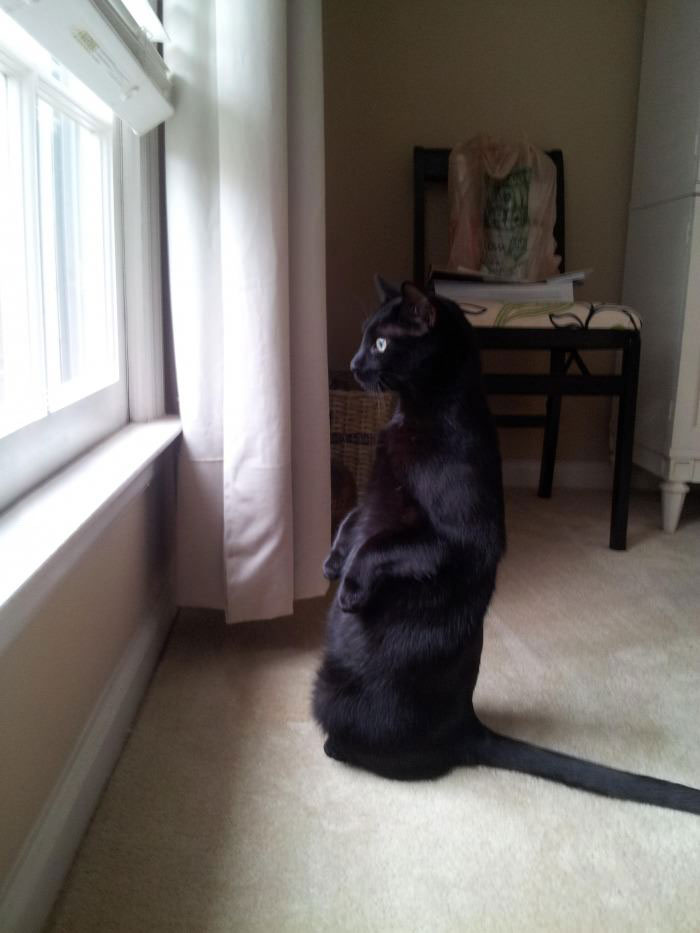 cat, sitting watching the birds