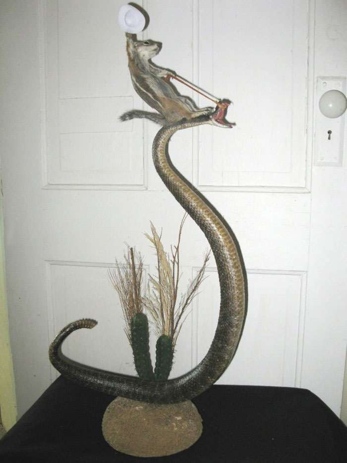 squirrel riding a snake with a cowboy hat, win