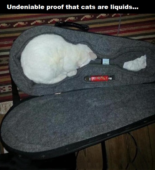 undeniable proof that cats are liquids