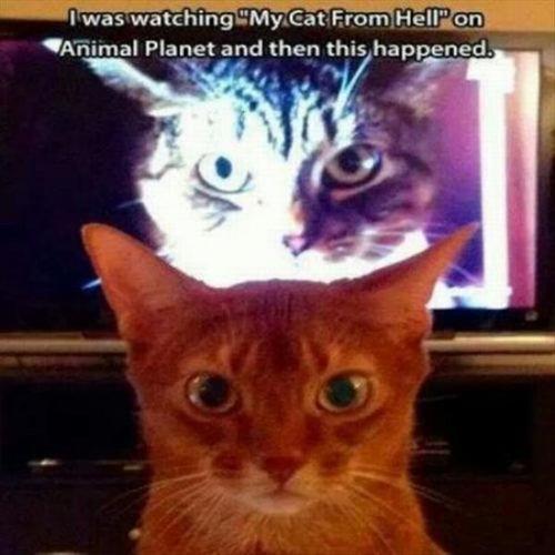 my cat from hell, story, coincidence