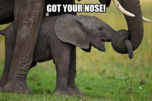 elephant, got your nose