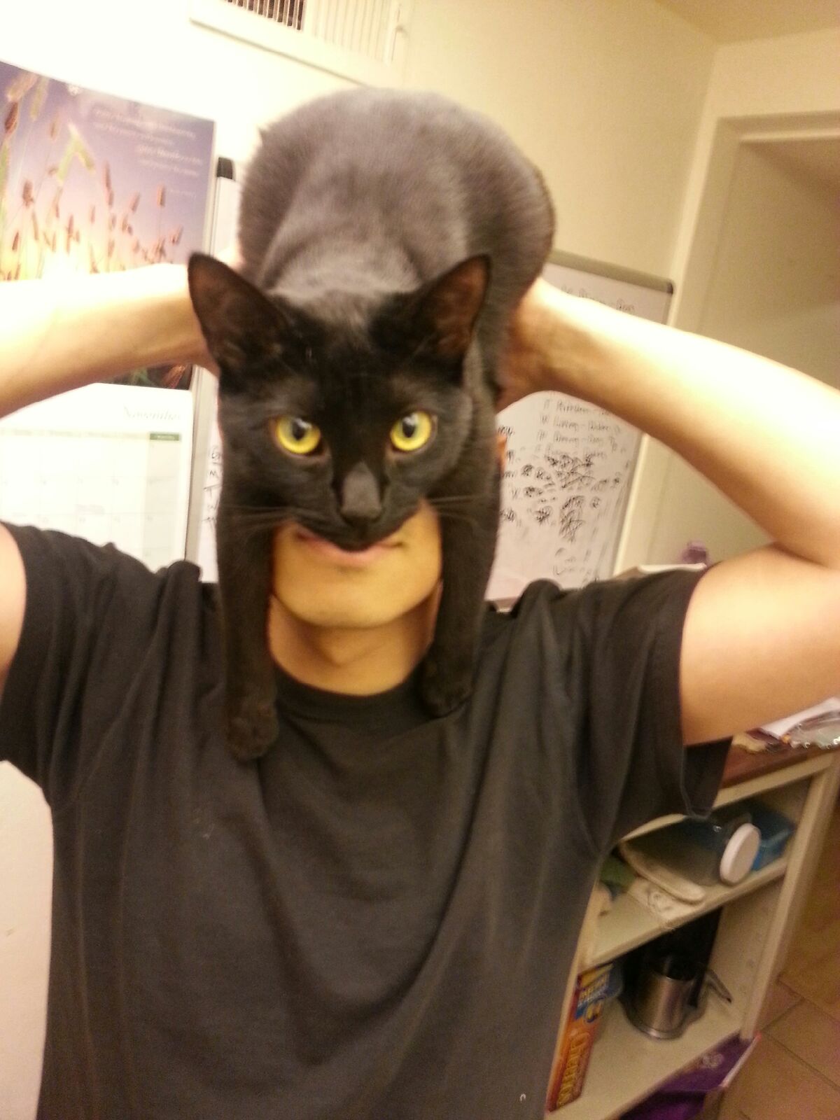 cat, perspective, catman