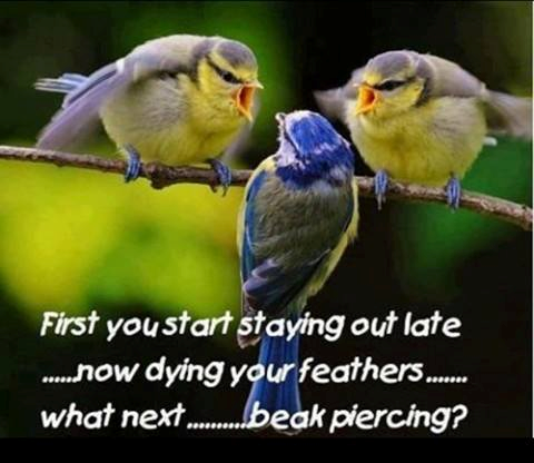 bird parenting, scolding, dyed feathers, meme
