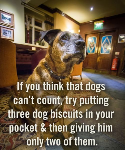 dog, count, biscuit