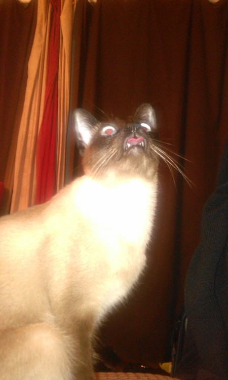 cat, face, derp, timing, lol