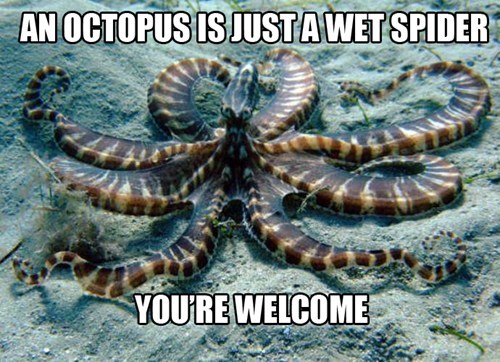 octopus, wet spider, meme
