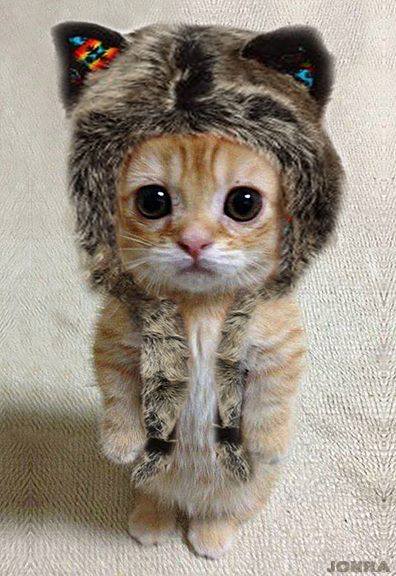 kitten in a cat hat