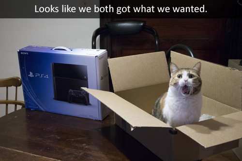 cat, box, ps4