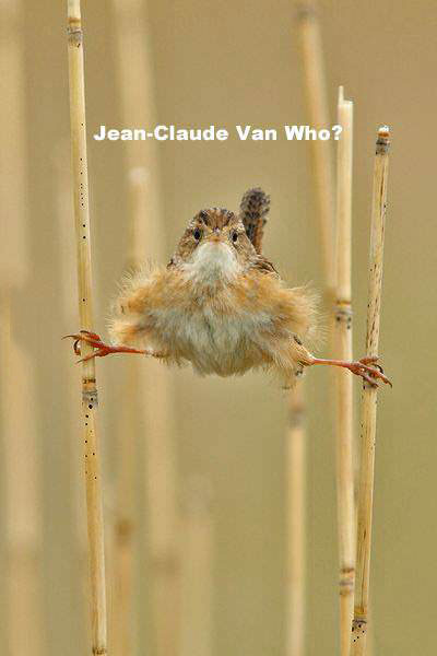 jean-claude van who?, bird, splits