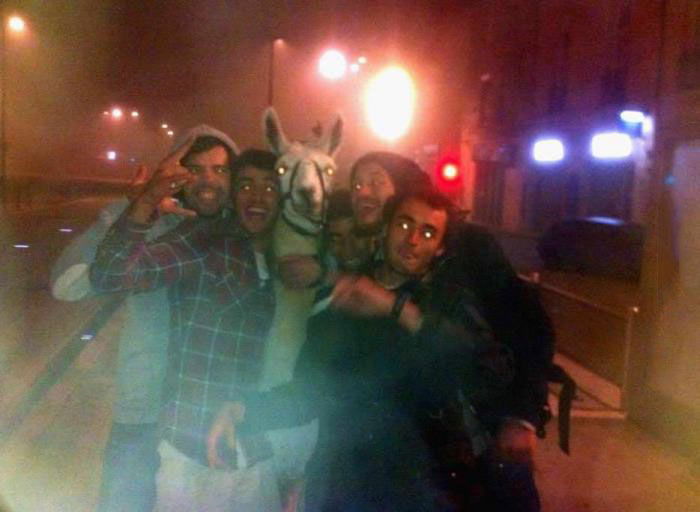 lama, a night out on the town with a stolen lama