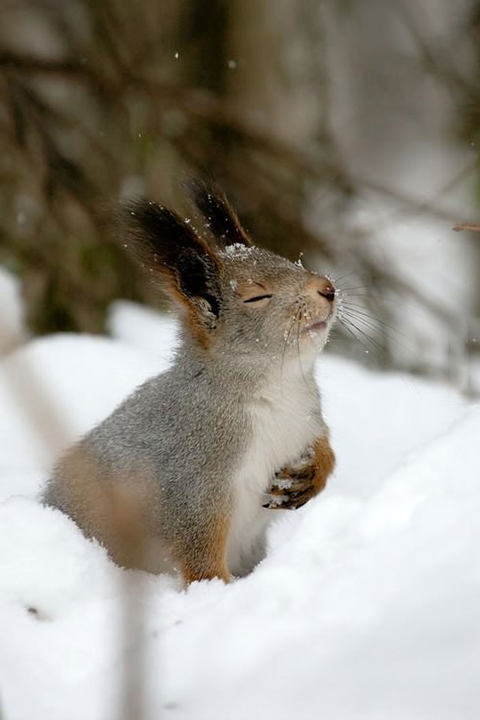 dramatic squirrel, nature, animal, snow