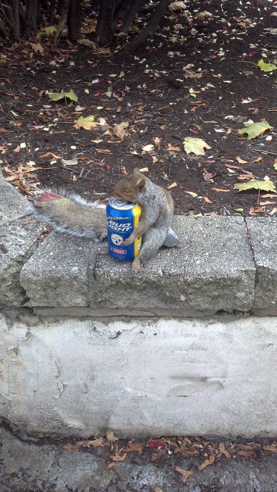 squirrel, bud light, can