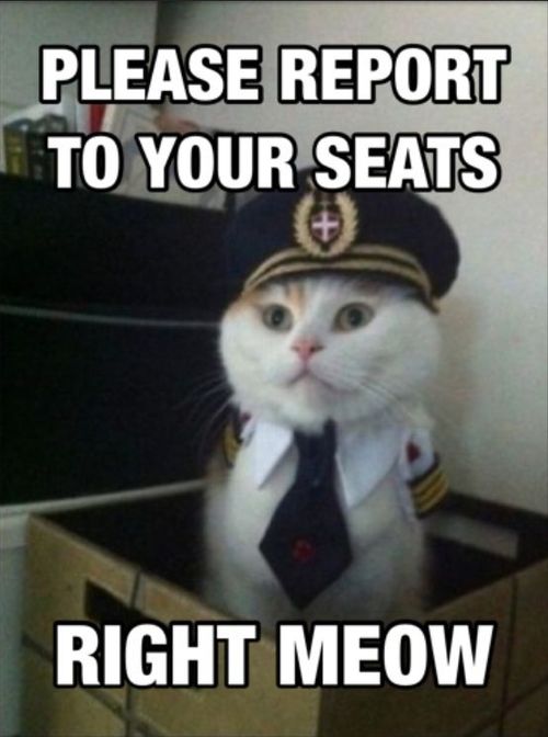 please report to your seats right meow, captain cat