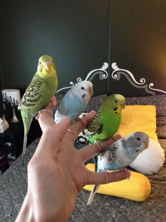 birds, hand perch