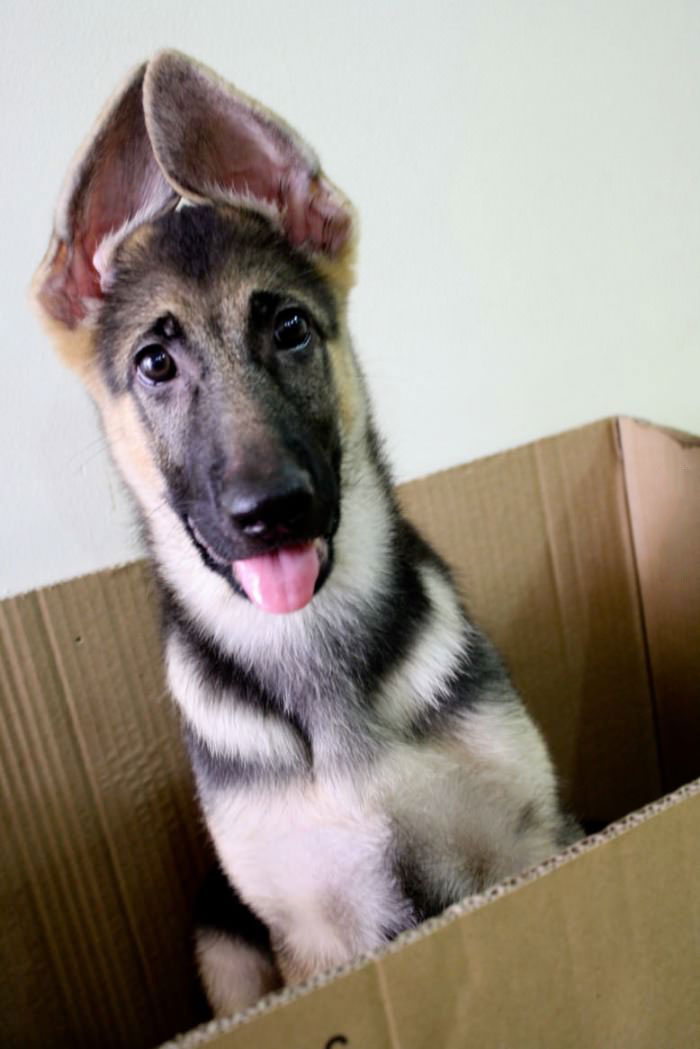 dog, ears, cute