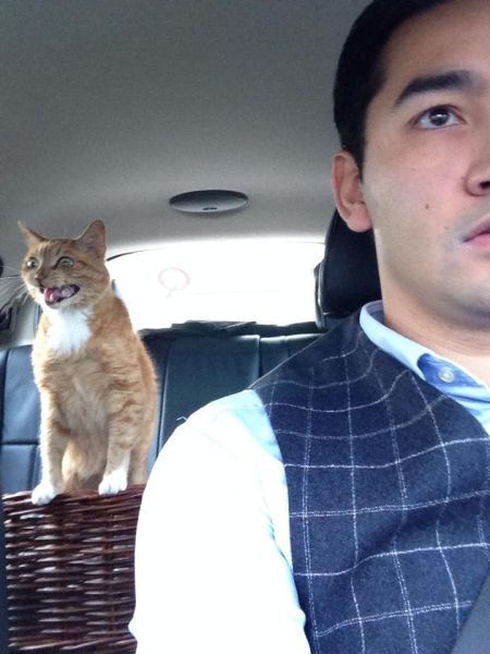 cat, face, photobomb, lol