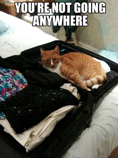 cat, luggage, sleep, troll, you're not going anywhere