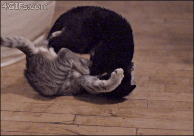 cats, awesome, life, slow-mo, play fight