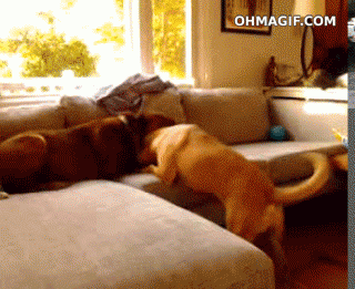 dog, gif, play
