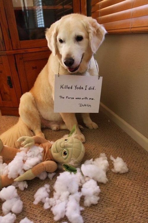 dog, shame sign, killed yoda, lol