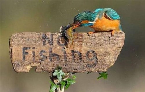 fish, bird, sign, rebel