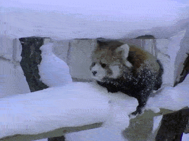gif, red panda, fail, hand rail, so much snow