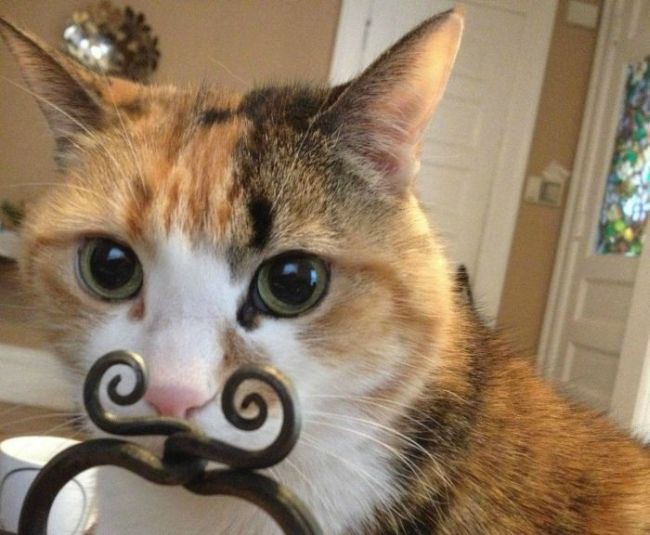 cat, moustache, bedpost design, perspective