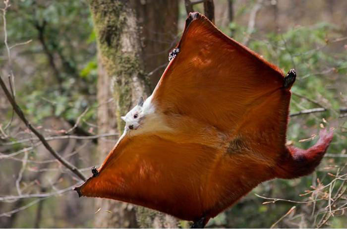 giant red flying squirrel, animal
