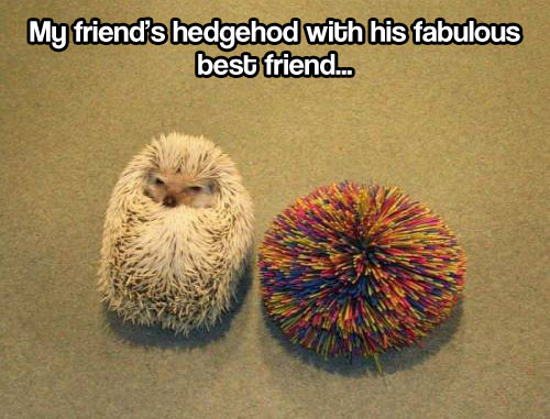 hedgehog, fabulous best friend, toy