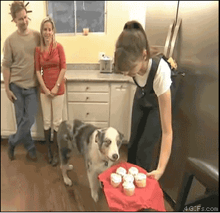 gif, rob ford, dramatic dog, lol