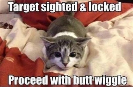 cat logic, attack, target acquired and locked, butt wiggle