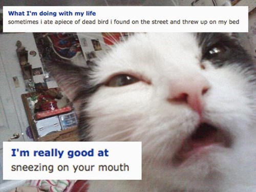 if your cat was on okcupid