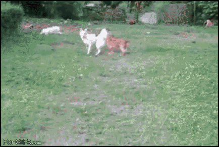 dogs, chase, gif, jump over hedge fail
