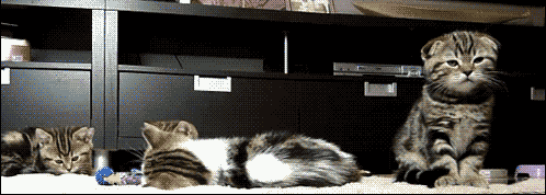 when kittens fart, gif