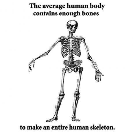 meme, bones, human, body, skeleton