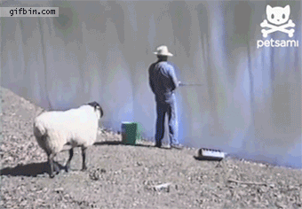 sheep rams fisherman, gif, lol