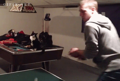 ping pong, cat, fist bump, gif