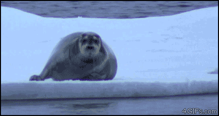 seal, soon, gif, polar bear