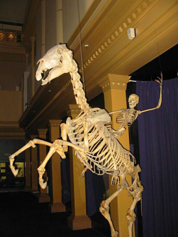seen in an australian museum, skeleton of a man riding a skeleton of a horse