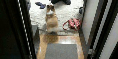 dog, twerk, gif