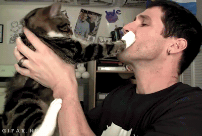 cat, kiss, bit face, gif, fail